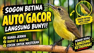 SOGON MANAPUN LANGSUNG RESPON DENGAR SUARA SOGON BETINA INI #sogongacor #sogon #sogokontong