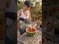 Easy DIY Cement Planter Using a Watermelon Mold 🍉 #gaảden #cement