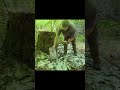 🏕️ Secret Underground Cabin | Primitive Survival Bunker with Heated Stove 🔥🌳✨ p2