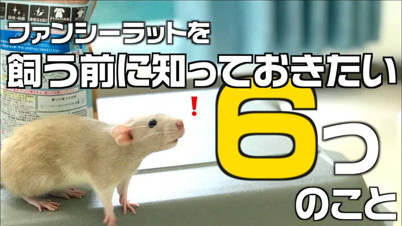 ペットとして人気のネズミの種類4つと飼い方 よく懐いて飼いやすいのはどれ 暮らし の