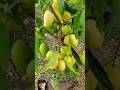 Harvest more mangoes