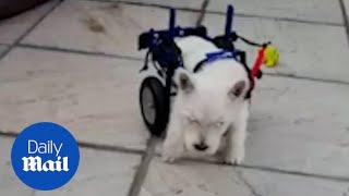 Paralysed West Highland terrier puppy finally goes for a walk using special wheelchair