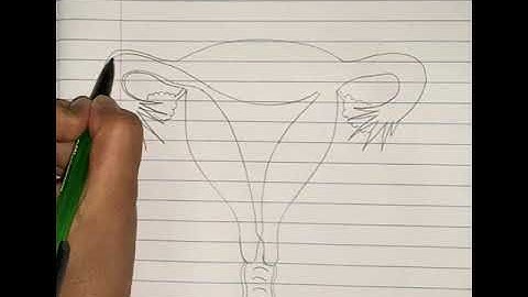 How to Draw Female Reproductive System (2D) | Biology Diagrams | Easy and Stepwise Guide | Class 12