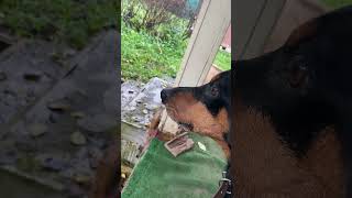 Ганс - немецкий милитарист #dogs #germanpinscher #немецкийпинчер #pinscher #пинчер #собака #собаки