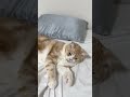 #cat #猫が好き #猫のいる暮らし #ブリティッシュショートヘア #ねこ #猫 #猫動画 #スコティッシュフォールド #子猫 #猫あるある