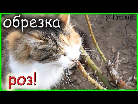 Как обрезать РОЗЫ