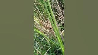 mikat kerakbasi alis hitam, poin shincan