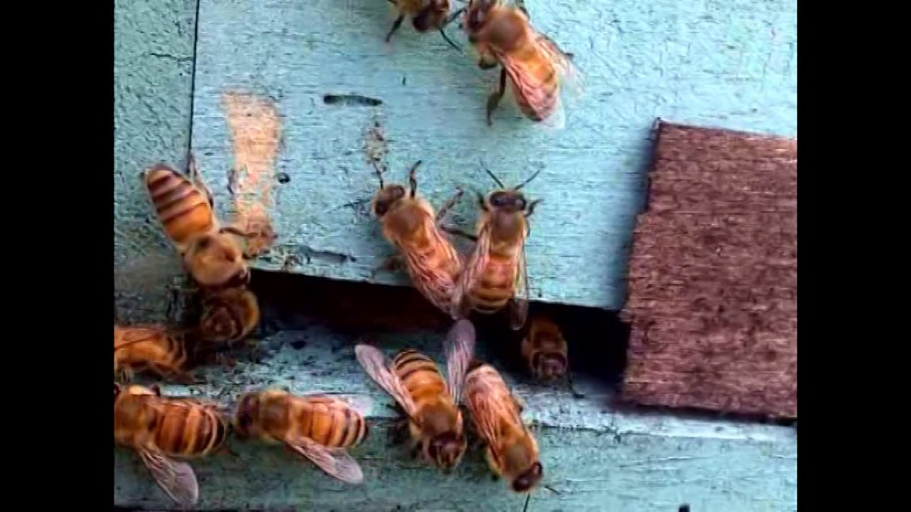 Cara Beternak Lebah Bagi Pemula YouTube