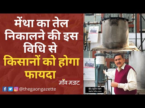 मेंथा का तेल निकालने की इस विधि से किसानों को होगा फायदा