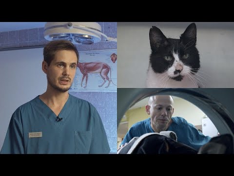 Video: Ar katės yra senyvo amžiaus gydytojai?
