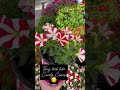 Get these while they last  plant shop with me shortsplants plantshopping