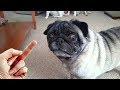 Dog Really Hates Middle Finger - Compilation NEW