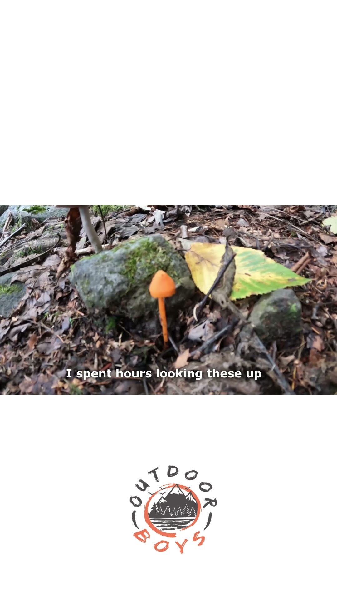 My Super Lazy Mushroom ID #mushrooms #foraging #survival #plantid