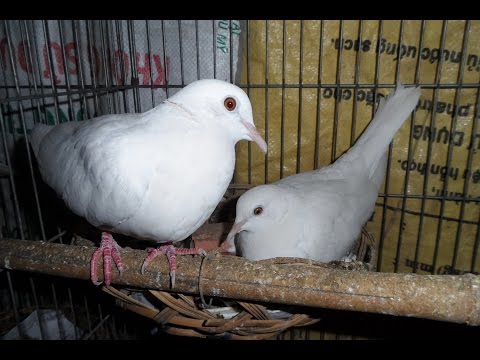Video Chim cu pháp sinh sản Bình Dương 0933150488 - youtube