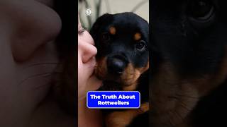 The Truth About Rottweilers