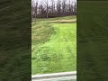 Golf course deer are unbelievable #deer #nature #golf #golfing