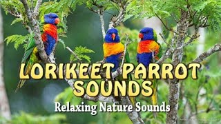 Lorikeet Parrot Sounds