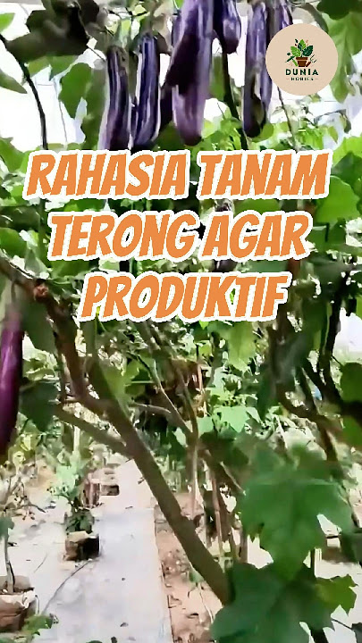 Rahasia Cara Tanam Terong Agar Produktif #terong #grafting