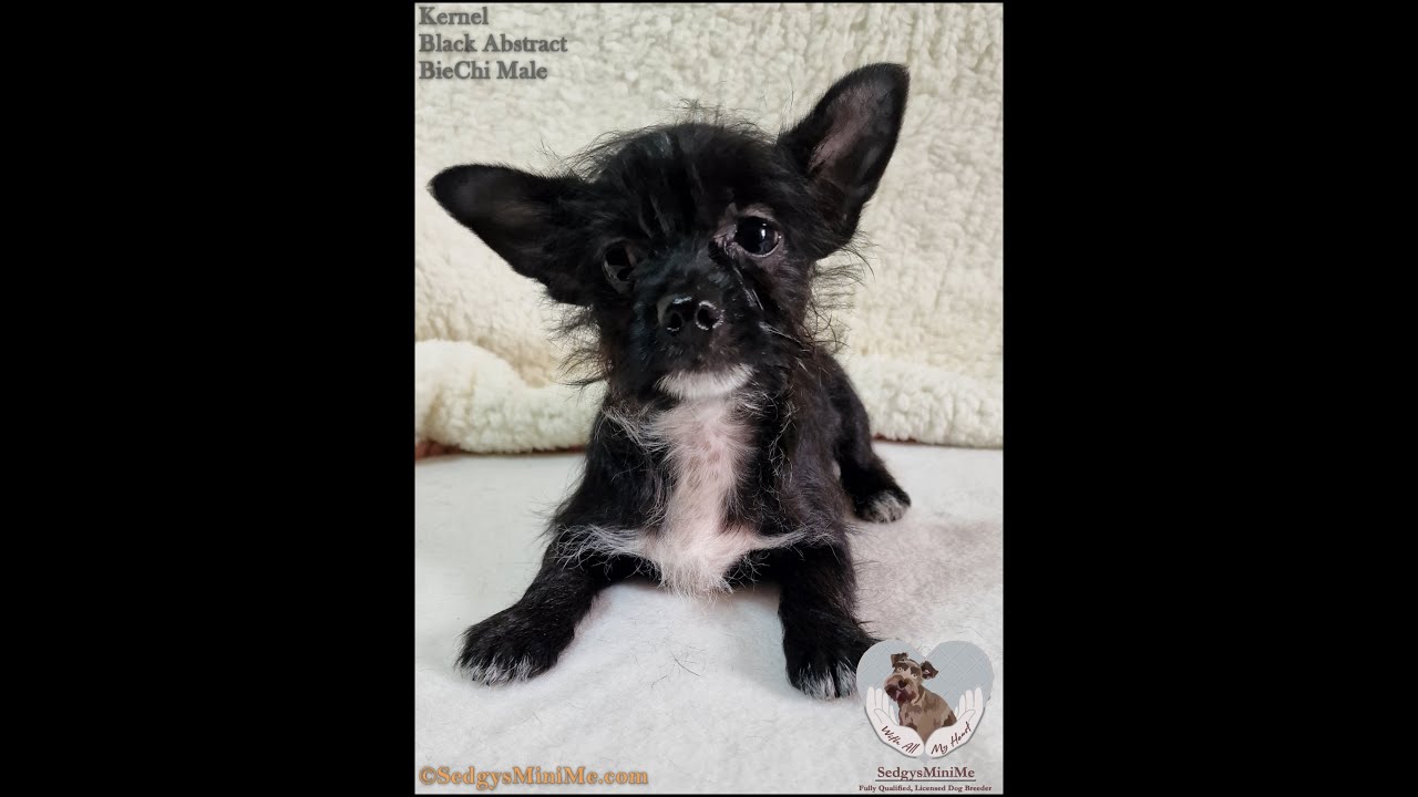 SedgysMiniMe Kernel : Tiny BieChi Puppy : I Love him to bits but I don't think he likes me 😭