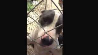 URGENT at Delano Animal Shelter, Delano, Ca  Romeo male Staffie Mix & Shorzie male Shep mix