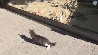 Сурикаты впервые увидели кошку.