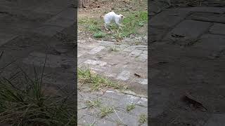 Anak Kucing Dan Ibu Kucing Ngreog Mode On #cat #kucingkampunglucu #shorts