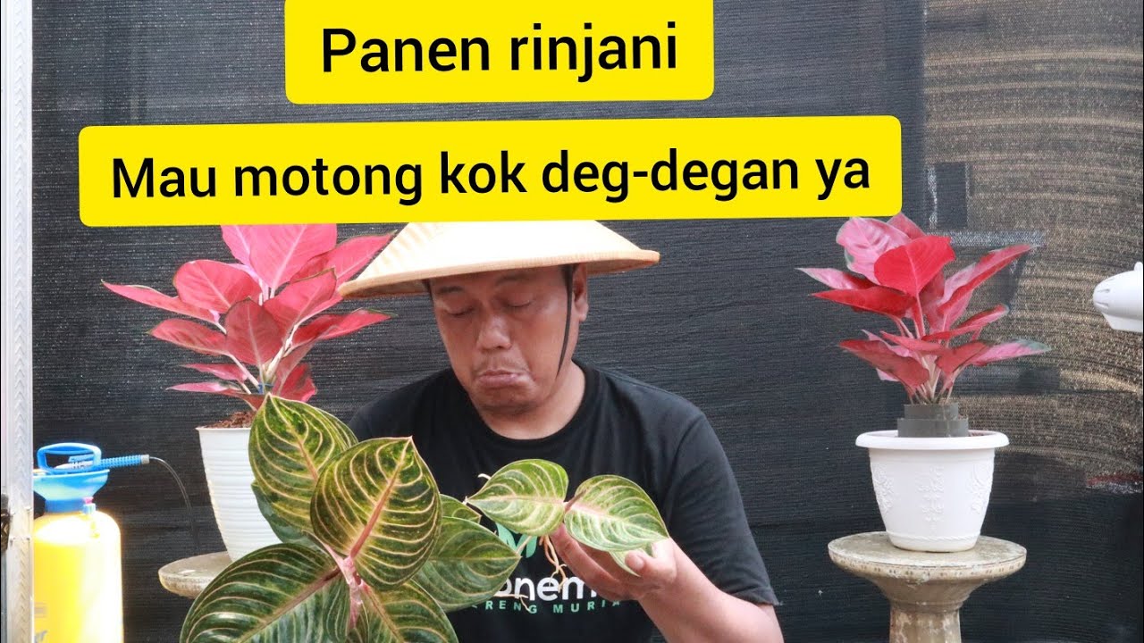 Panen Rinjani, potong anak apa tunas ya, malah jadi deg degan