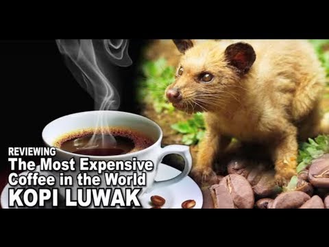 Image result for Although kopi luwak is a form of processing rather than a variety of coffee, it has been called the most expensive coffee in the world with retail prices reaching â¬550 / US$700 per kilogram.