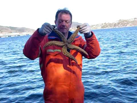 Video: Spiser sjøstjerner anemoner?