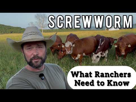 The New World Screwworm Is Back: History, Facts, and What Ranchers Should Know