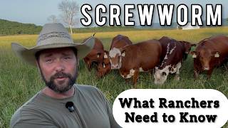 The New World Screwworm Is Back: History, Facts, and What Ranchers Should Know Screwworm Is Back What Every Cattle Producer Needs To Know Dr Chris Womack Ep 74