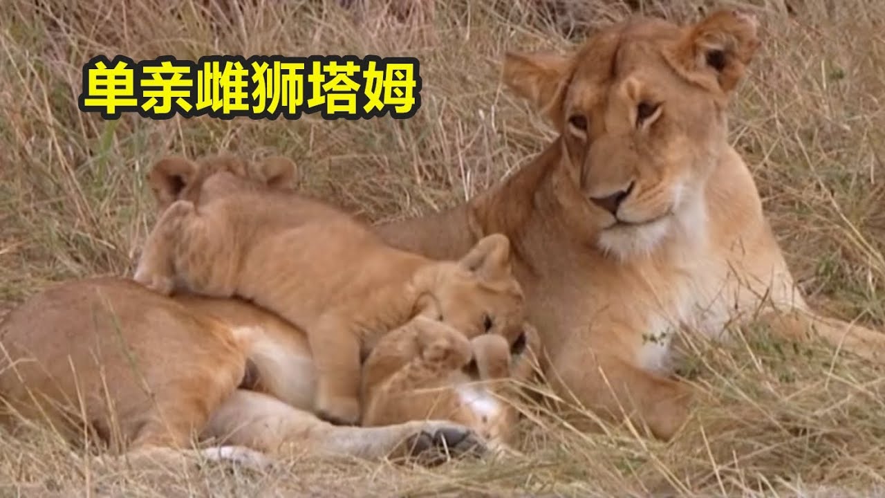 单亲雌狮塔姆被马莎狮群排斥 独自带着四个幼崽艰难求生 Youtube