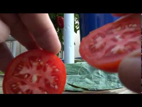 Βίντεο: Hollow Tomato Fruit - Τι να κάνετε όταν τα φυτά τομάτας είναι κούφια