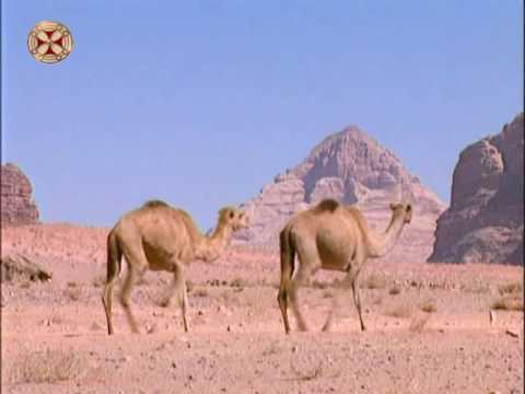 ბიბლია ბავშვებისათვის 1 - ცოლის შერთვა ისააკისა