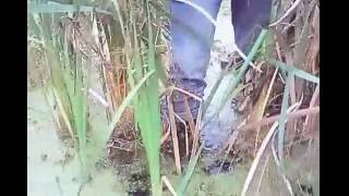 MSV. Deep flooding across the Electro-swamps bog in my AUDA Savoie S5 PVC work boots.