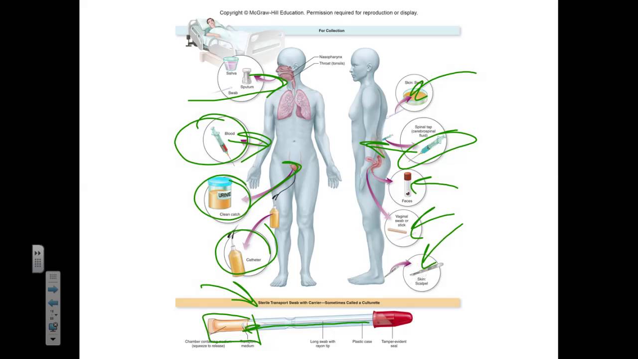 Micro Ch 15 Specimen Collection YouTube