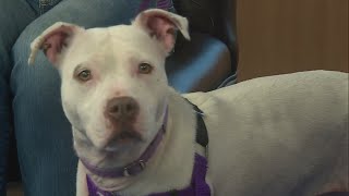 Second Chance Pets: Luna