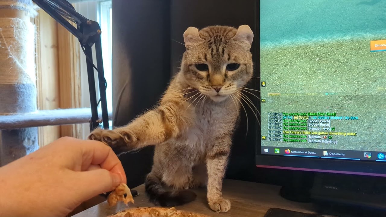 Touchy the pizza | Highlander cat (Gadget had a birthday this month!)