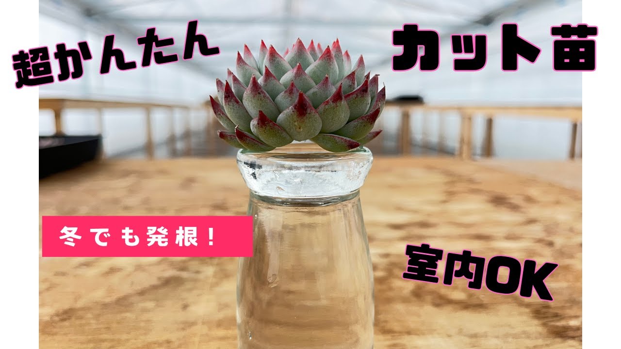 冬でも自宅でも簡単にカット苗を発根させる方法