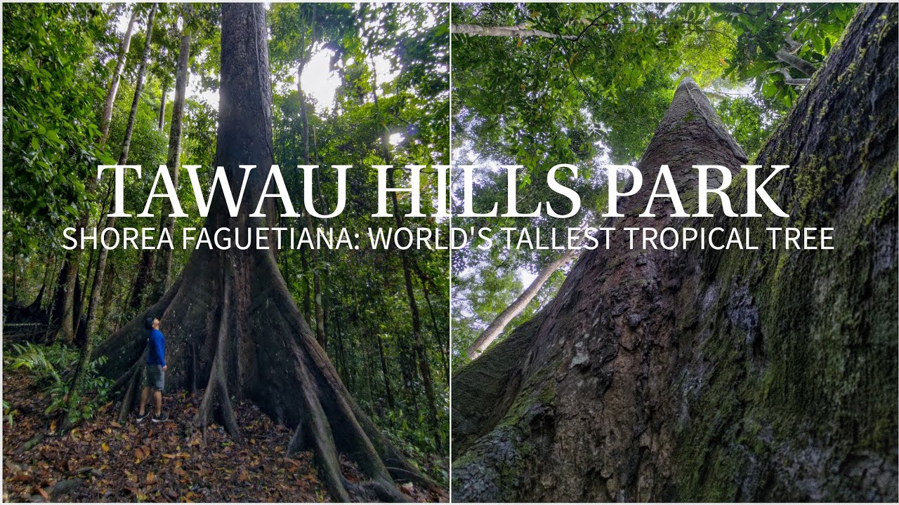 Tawau Hills Park, Tawau, Sabah, Malaysia/ Taman Bukit Tawau YouTube