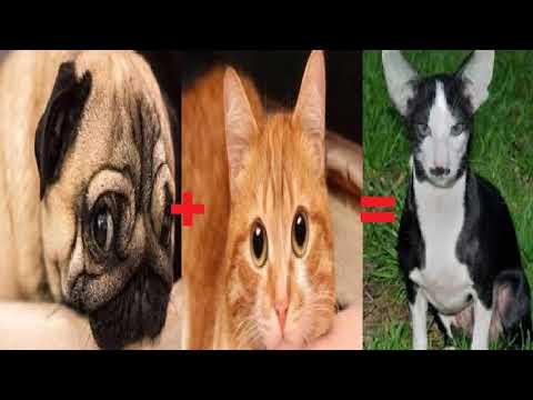 Cruzamento de cachorro e gato Clearance