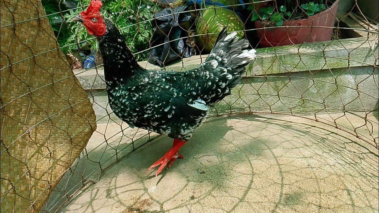 2/2 top 9 mái LH.@359.326.274