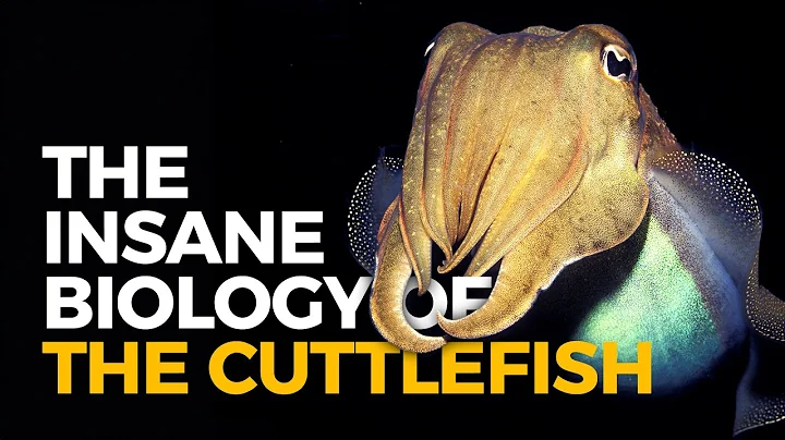The Insane Biology of: The Cuttlefish