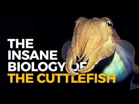 Video: Black cuttlefish - an image that inspires creativity