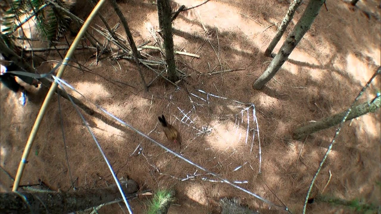 mythbusters duct tape island