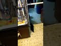 Gato abre puerta con la cabeza