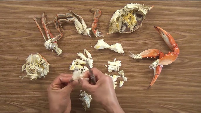 Marine Biologist shares HOW TO HOLD A CRAB AND NOT GET PINCHED