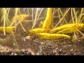 ☯️#shrimptank | Yellow Shrimp Grazing | 60-Liter ASMR 🦐