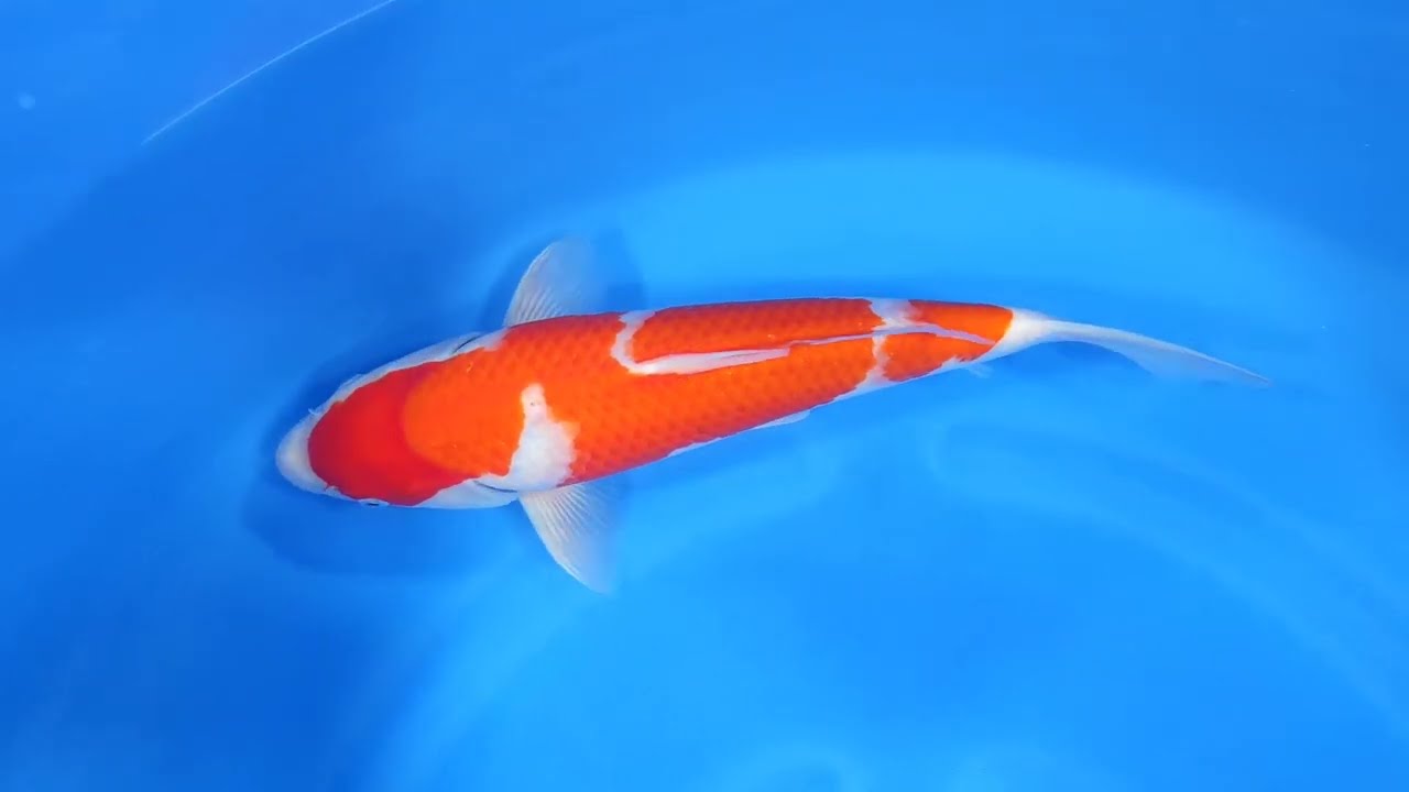 202403 75 DA150 35cm Tosai WILD Kohaku s2 WYSIWYG