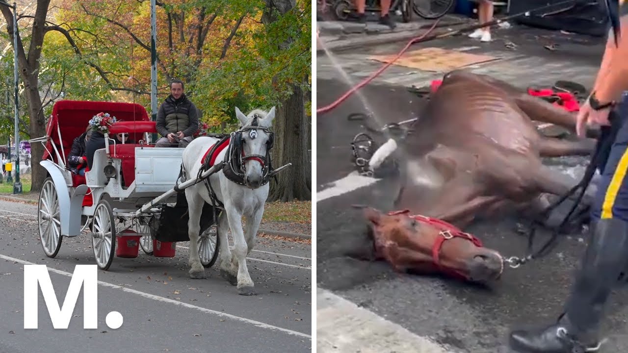 Why NYC Still Has Carriage Horses Despite Animal Abuse Allegations